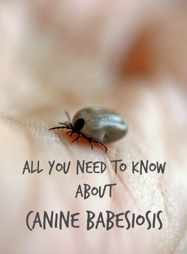 Babesiosis is a malaria-like, parasitic, tick-borne disease caused by various types of Babesia, a microscopic parasite that infects red blood cells. There have recently been a number of reports of dogs in the UK diagnosed with canine babesiosis. This disease can be fatal to dogs and current cases aren’t restricted to dogs which have recently travelled abroad, so it seems like we may have a problem.