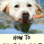 How To Care For Your Pet in The Summer Months