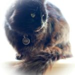 How to disappear your neighbour… well their cat anyways