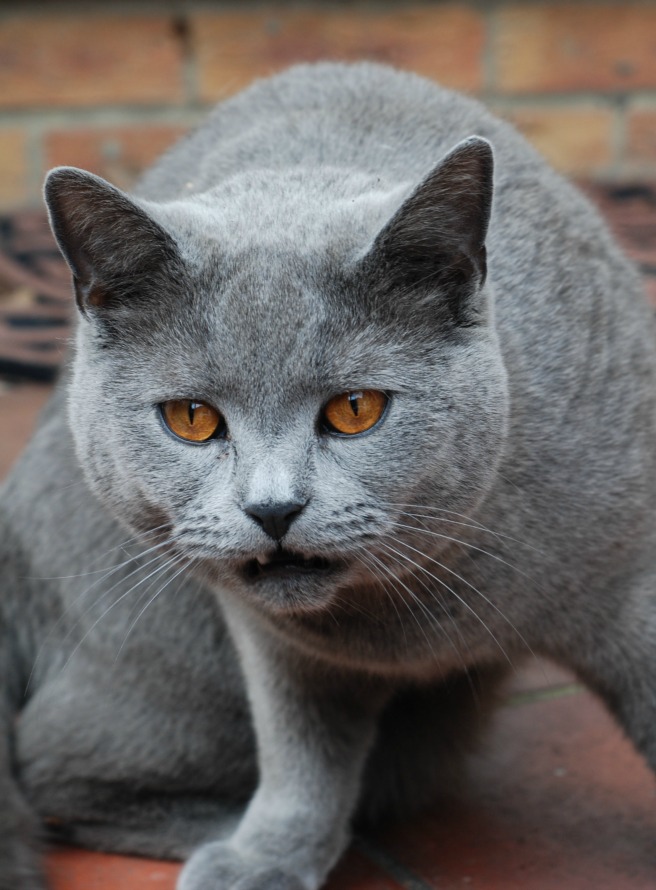 How to disappear your neighbour…. well their cat anyways #PETPEEVES
