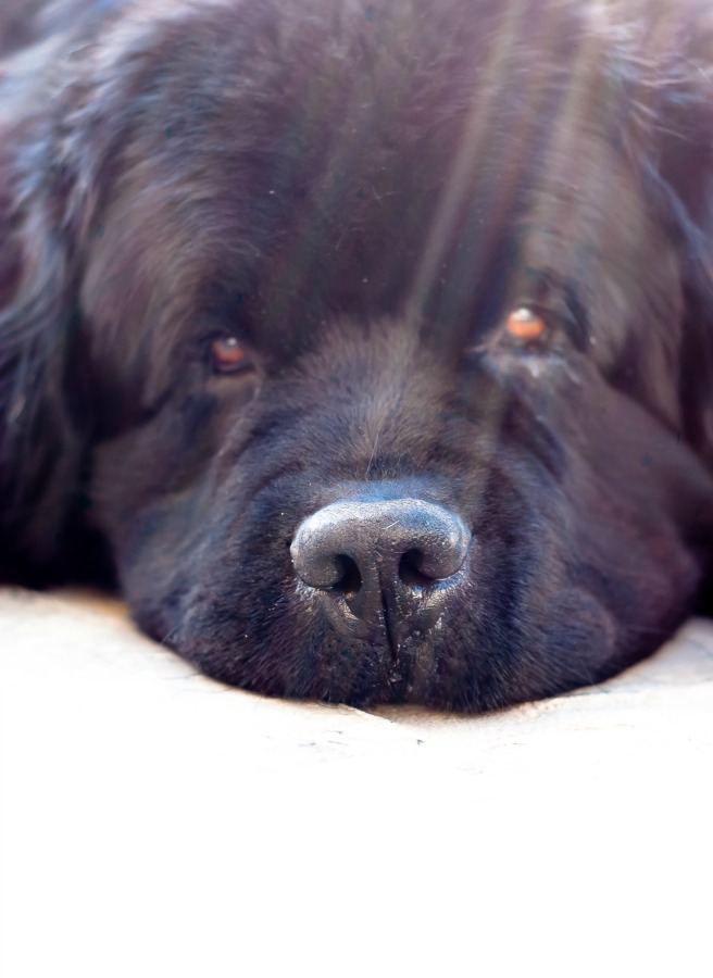 Wordless Wednesday #30 - Newfie Life
