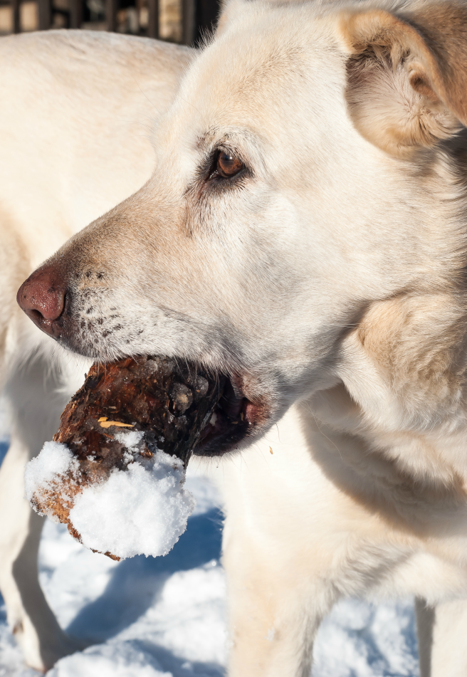 Snack time - labrador stealing fire wood 