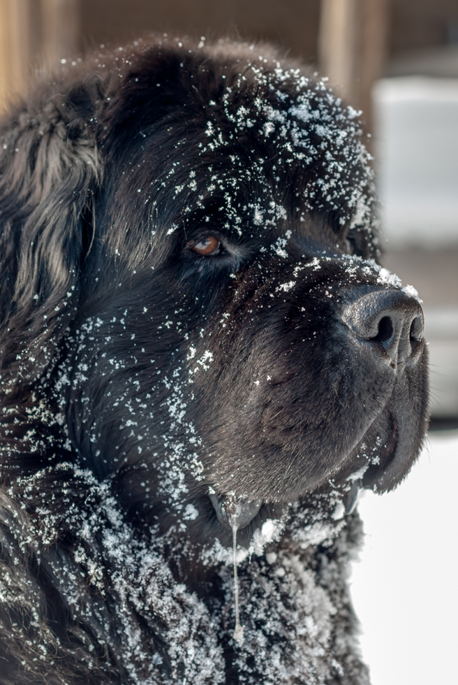 A black male Newfoundland enjoying the snow.