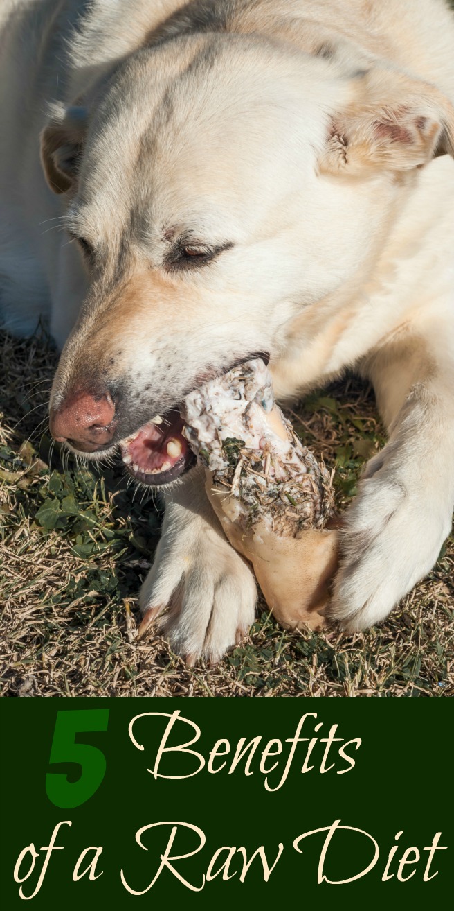 To fed your dog a raw diet it should consist of RAW meat, bones, organs, eggs, vegetables and fruit… sounds simple enough but is it good for our pets?