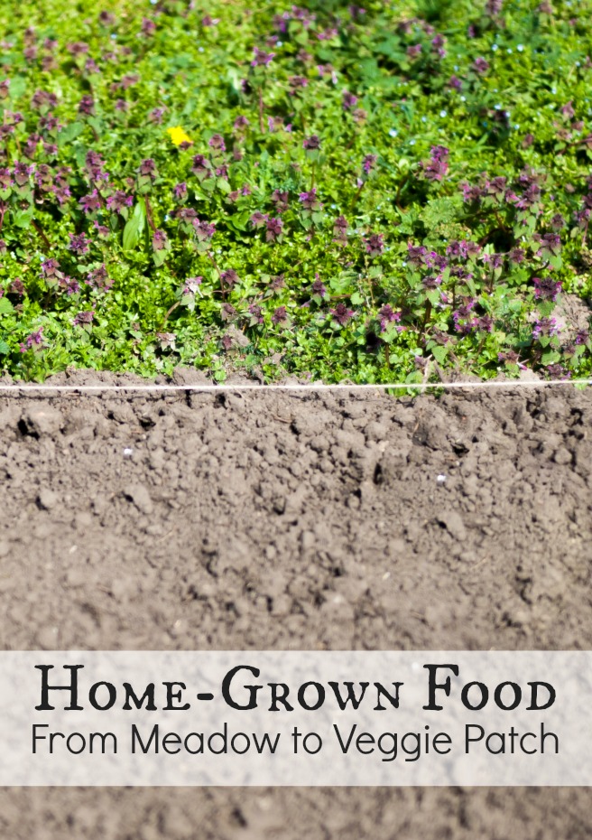 Creating a garden, or a veggie patch to be precise, from scratch isn’t a picnic… it’s a whole load of hard work but it is work which at the same time as being hard can also be surprisingly satisfying.