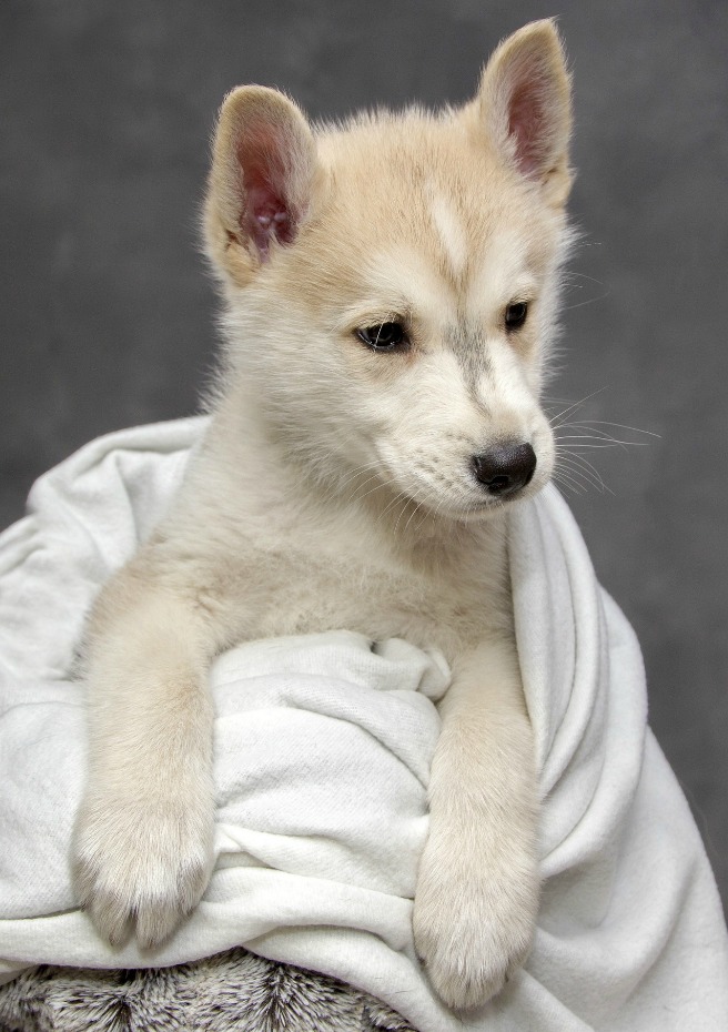 What You Should Consider Before Getting Your First Dog