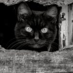 4 Reasons Your Cat Isn’t Using The Litter Box And How To Fix It