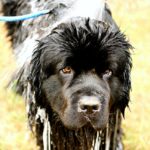 How To Prevent Heat Stroke in Dogs