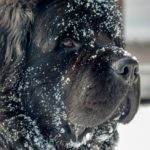 Winter Health Tips for Pets